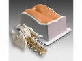 Lumbar Training Phantom Model 034