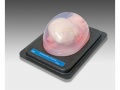 Ultrasound Heart Phantom Model 067 For Cardiac Image Training 