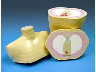 3D SECTIONAL TORSO PHANTOM MODEL 600